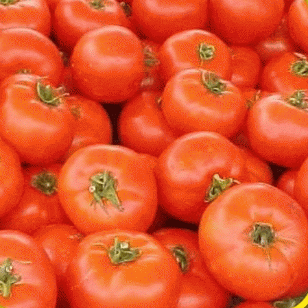 Tomate ancestrale Ace 55