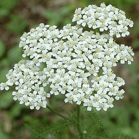 Achillée blanche