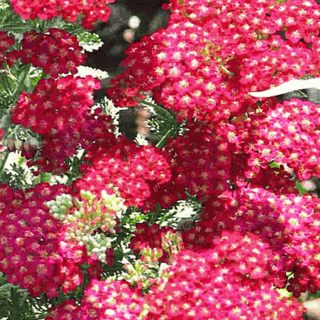 Achillée rouge