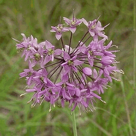 Oignon des prairies