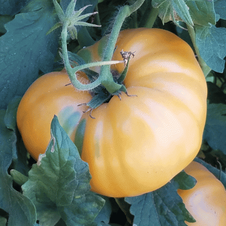 Tomate ancienne à l'orange Amana