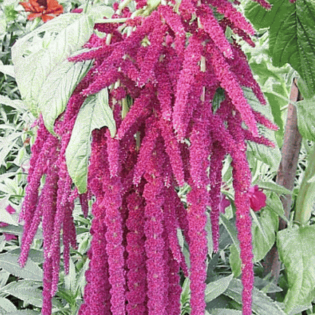 Love Lies Bleeding