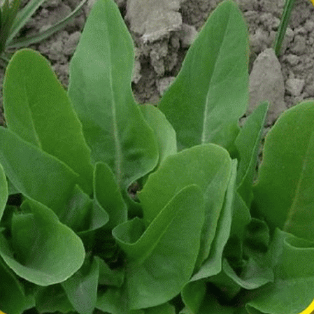 Laitue Feuille Amish Deer Tongue