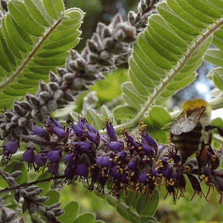 Parfumé Faux Indigo