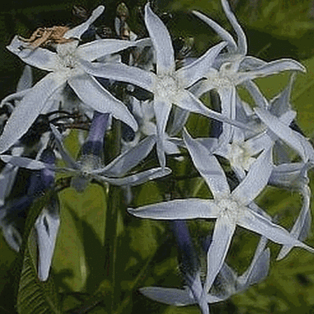 Étoile bleu