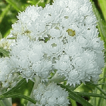 Perle éternelle