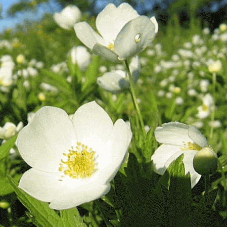 Anémone du Canada