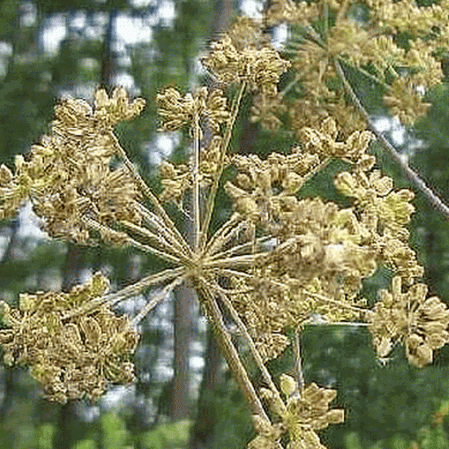 Angelica