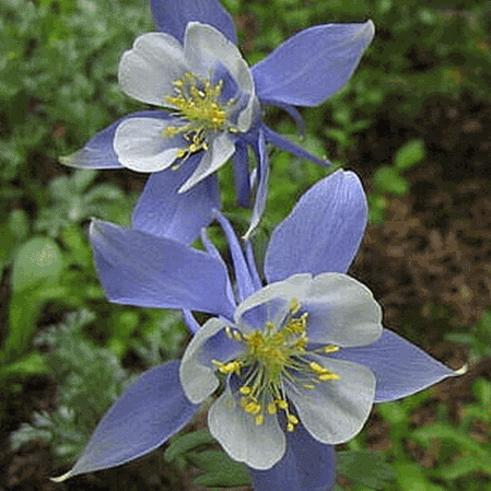 Ancolie bleue des Rocheuses