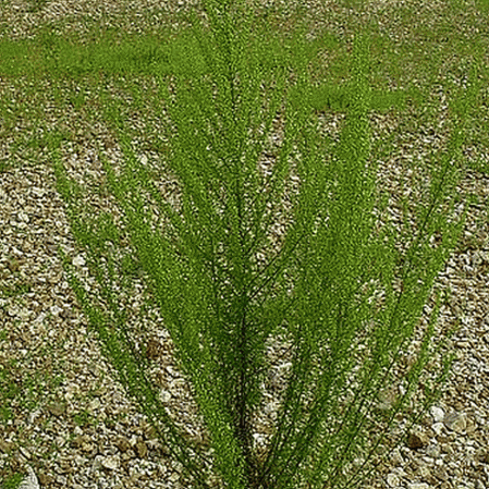 Plage Wormwood