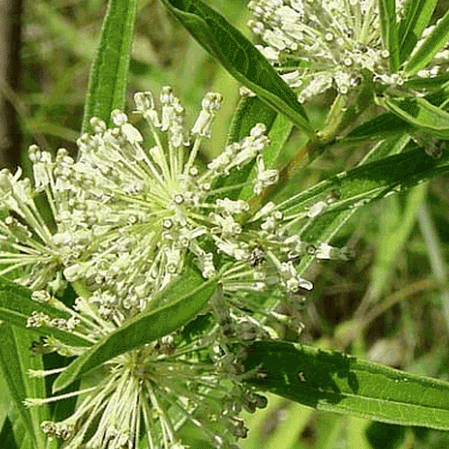 Asclépiade verte haute