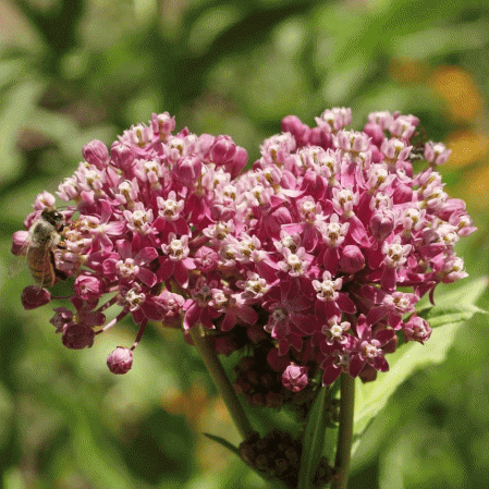 Asclépiade des marais