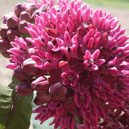 Asclépiade violette