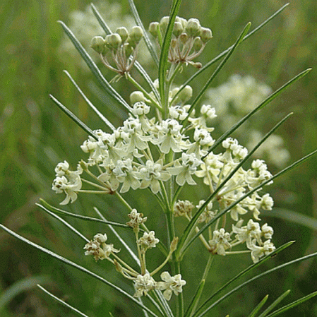 Asclépiade verticillée