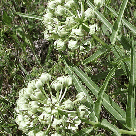 Asclépiade araignée