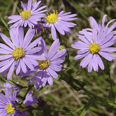 Aster bleu lisse