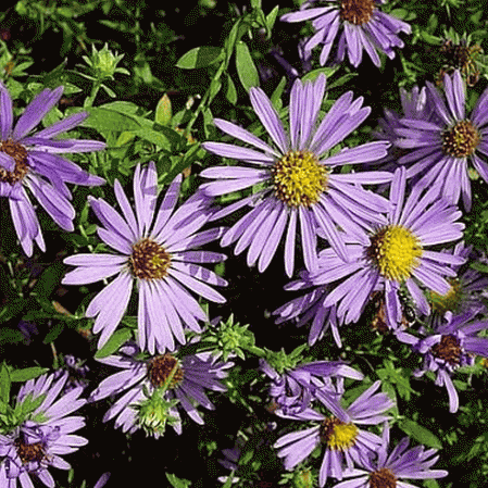 Aster aromatique