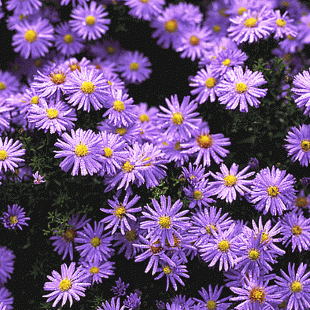 Aster des prairies