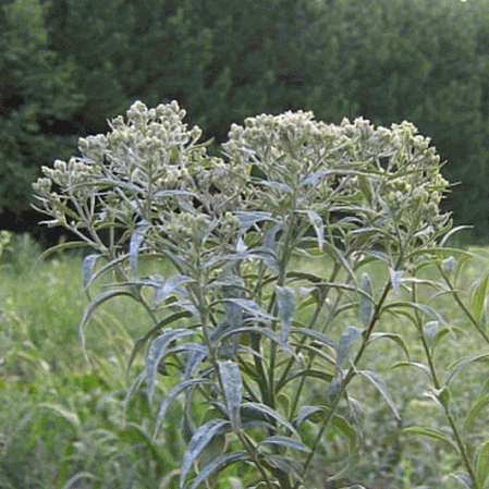 Aster à sommet plat