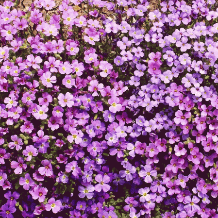 Rockcress pourpre