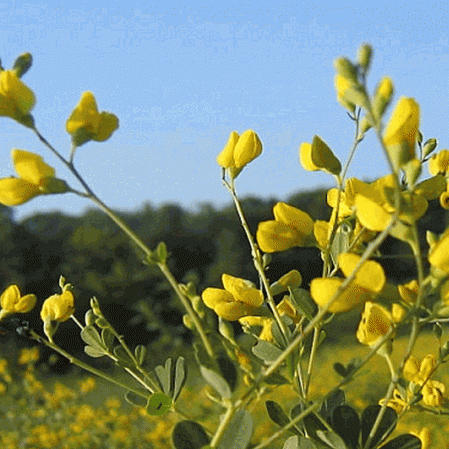 Petit Indigo sauvage jaune