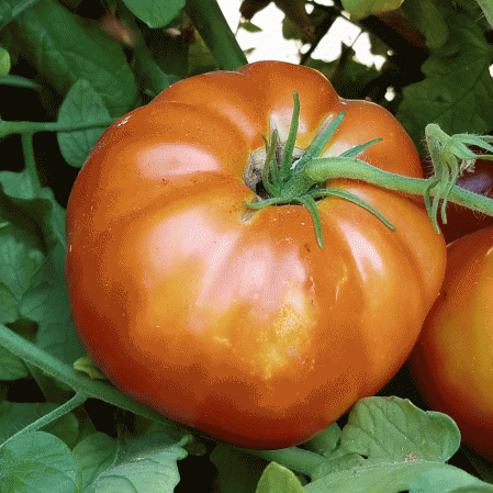 Tomate ancienne Beefsteak