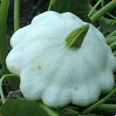 Courge d'été aux pétoncles Bennings Green Tint