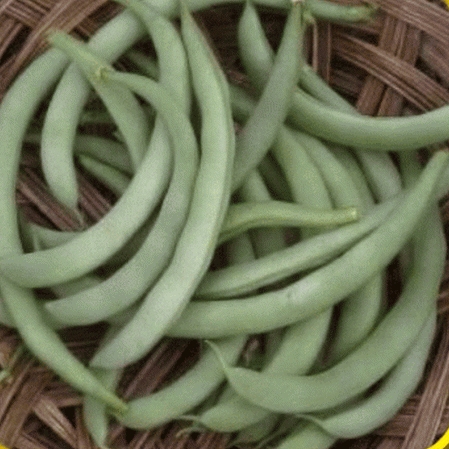 Haricot vert de la Saint-Valentin noir