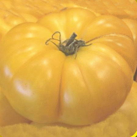Tomate ancienne au brandywine jaune