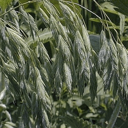 Prairie Brome