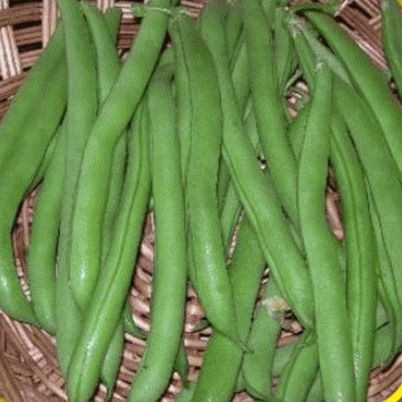 Haricot vert sans fil Burpee