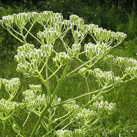 Plantain indien des Prairies