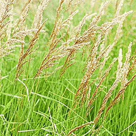 Herbe commune bleue