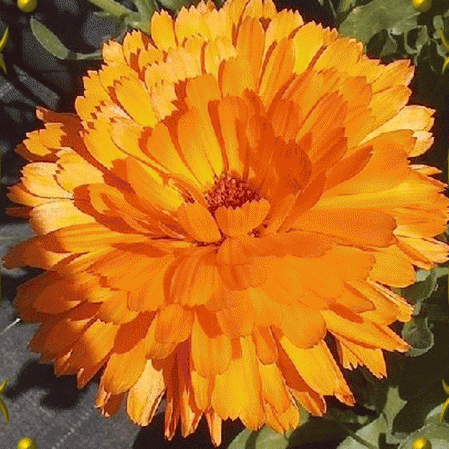 Calendula orange de Ball