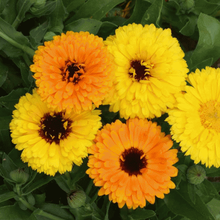 Mélange de graines de calendula pour fête gitane