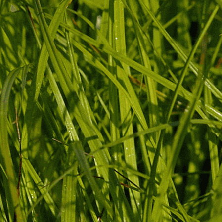 Sedge ovale de Bebb