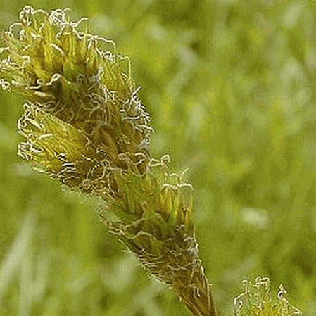 Carex ovale à épaulettes en cuivre
