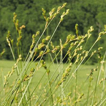 Carex ovale des plaines