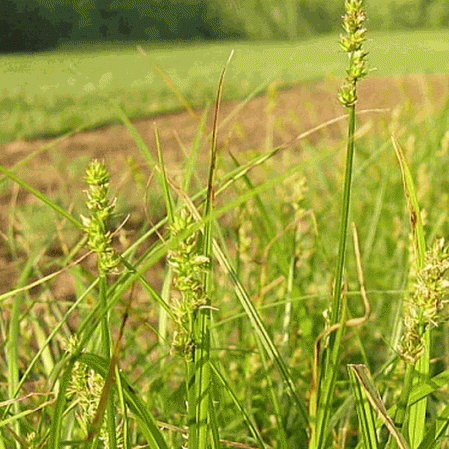 Sedge à arêtes longues