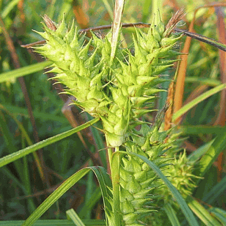 Sedge de houblon commun