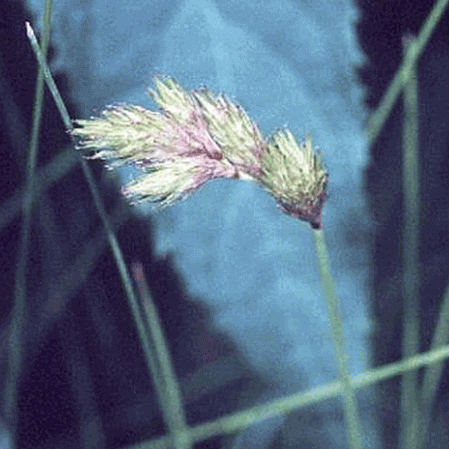 Carex ovale