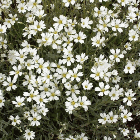 Neige en été