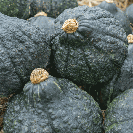 Chicago Warted Hubbard Winter Squash