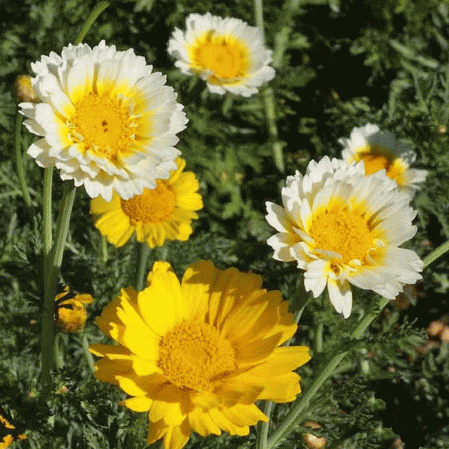 Guirlande marguerite