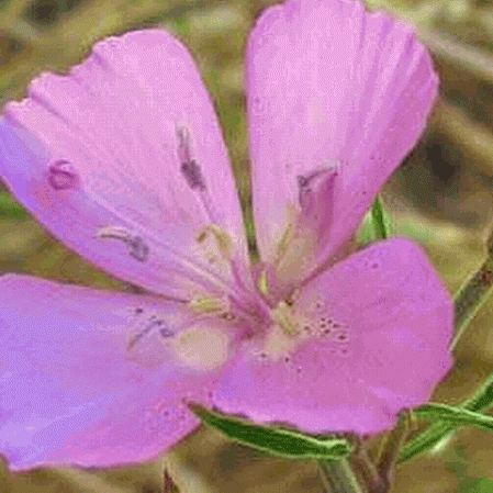 Lilas Godetia