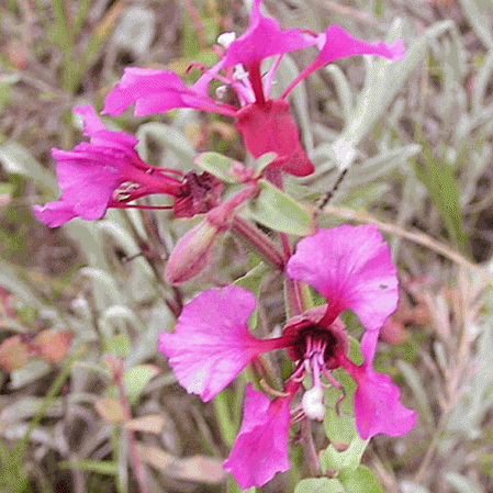 Élégante Clarkia