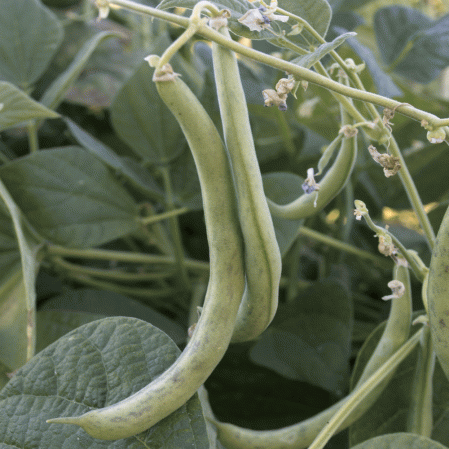 Haricot vert de Bush Contender