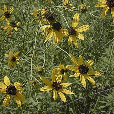 Grand Coreopsis