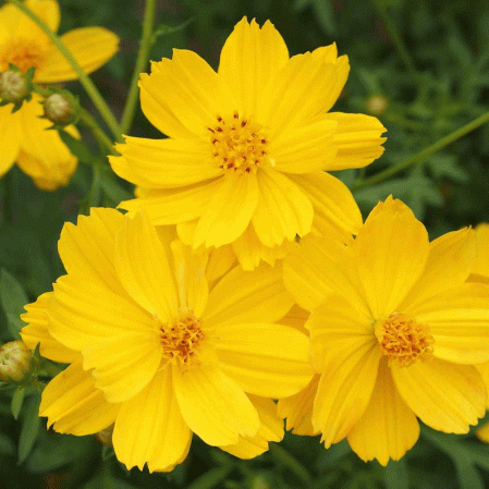 Cosmos de soufre d'or nain