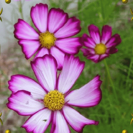 Picotee Cosmos